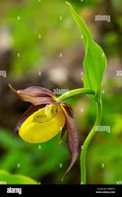 Attēlu rezultāti vaicājumam “Cypripedium calceolus”