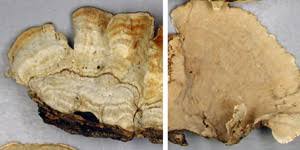 Attēlu rezultāti vaicājumam “Stereum fasciatum”