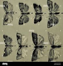 Attēlu rezultāti vaicājumam “Aphelia viburniana”