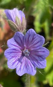 Attēlu rezultāti vaicājumam “Geranium bohemicum”