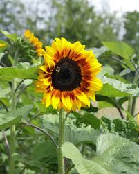 Image result for Sonnenblume