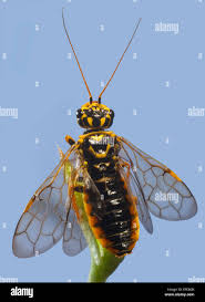 Attēlu rezultāti vaicājumam “Acantholyda posticalis”