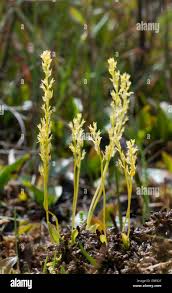 Attēlu rezultāti vaicājumam “Hammarbya paludosa leaf”