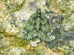 Attēlu rezultāti vaicājumam “Chloroclysta siterata”