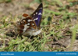 Attēlu rezultāti vaicājumam “Apatura iris male”