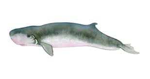 Image result for Kogia breviceps