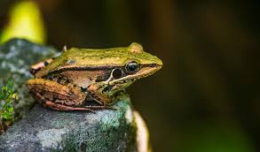 Attēlu rezultāti vaicājumam “Ranidae”