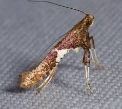 Attēlu rezultāti vaicājumam “Caloptilia stigmatella”