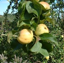 Attēlu rezultāti vaicājumam “Malus sylvestris”