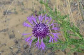 Attēlu rezultāti vaicājumam “Cyanus segetum”