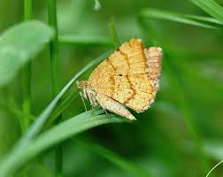 Attēlu rezultāti vaicājumam “Macaria signaria”