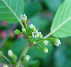 Attēlu rezultāti vaicājumam “Frangula alnus bud”