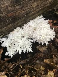 Attēlu rezultāti vaicājumam “Hericium coralloides”