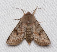 Attēlu rezultāti vaicājumam “Orthosia sp.”