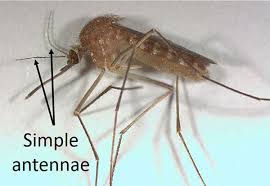 Attēlu rezultāti vaicājumam “Culex pipiens female”