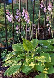 Attēlu rezultāti vaicājumam “Hosta sp. flower”