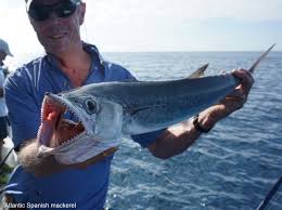 Image result for Scomberomorus maculatus