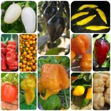 Afbeeldingsresultaat voor yellow mushroom hot pepper