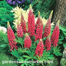Attēlu rezultāti vaicājumam “Lupinus polyphyllus fruit”
