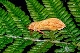 Attēlu rezultāti vaicājumam “Hepialus humuli male”