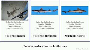 Image result for Furgaleus macki