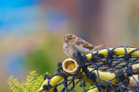 Attēlu rezultāti vaicājumam “Passer domesticus juvenile”