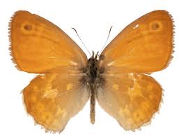 Attēlu rezultāti vaicājumam “Coenonympha tullia underside”
