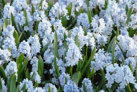 Attēlu rezultāti vaicājumam “Libanotis montana flower”