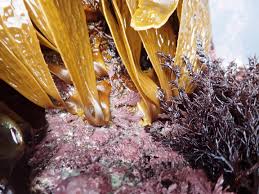 Attēlu rezultāti vaicājumam “Clastoderma debaryanum macro”