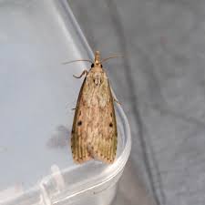 Attēlu rezultāti vaicājumam “Aphomia sociella”