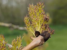 Attēlu rezultāti vaicājumam “Fraxinus excelsior bud”