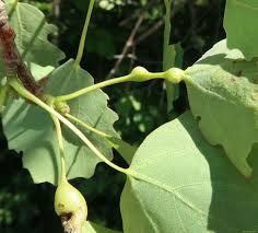 Attēlu rezultāti vaicājumam “Contarinia petioli”