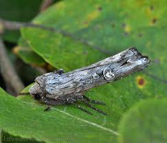 Attēlu rezultāti vaicājumam “Lithomoia solidaginis”