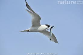 Attēlu rezultāti vaicājumam “Sterna sandvicensis”
