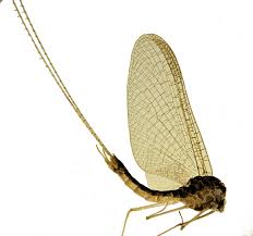 Attēlu rezultāti vaicājumam “Heptagenia sulphurea female”