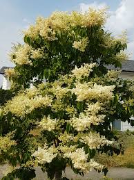 Attēlu rezultāti vaicājumam “Syringa reticulata subsp. amurensis flower”