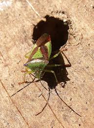 Attēlu rezultāti vaicājumam “Acanthosoma haemorrhoidale”