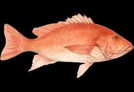 Image result for Rhomboplites aurorubens