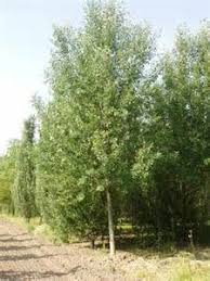 Attēlu rezultāti vaicājumam “Populus alba”