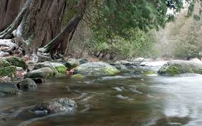 Attēlu rezultāti vaicājumam “Schistidium apocarpum young”