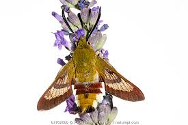 Attēlu rezultāti vaicājumam “Hemaris fuciformis”