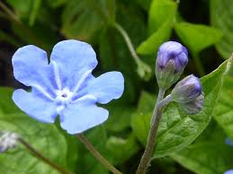 Attēlu rezultāti vaicājumam “Omphalodes verna flower”