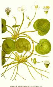 Attēlu rezultāti vaicājumam “Hydrocharis morsus-ranae bud”