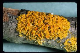 Attēlu rezultāti vaicājumam “Xanthoria candelaria”