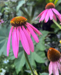 Image result for Echinacea purpurea