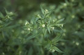 Attēlu rezultāti vaicājumam “Lithospermum officinale leaf”