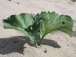 Attēlu rezultāti vaicājumam “Petasites spurius bud”