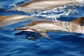 Image result for Adventure Dolphin