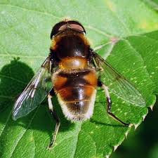 Attēlu rezultāti vaicājumam “Eristalis sp.”