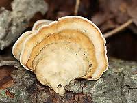 Attēlu rezultāti vaicājumam “Stereum fasciatum”